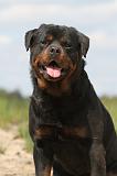 ROTTWEILER 320